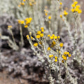 Senecio patagonicus — Mata gris