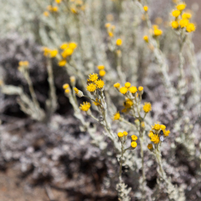Senecio patagonicus — Mata gris