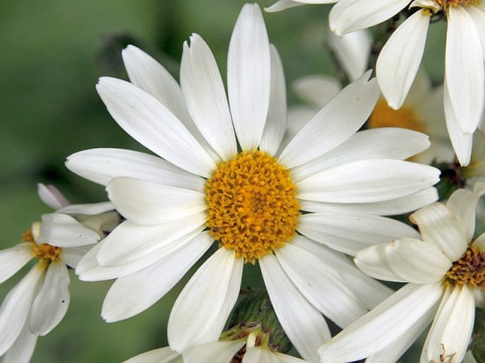Senecio smithii — Hoja de Paco