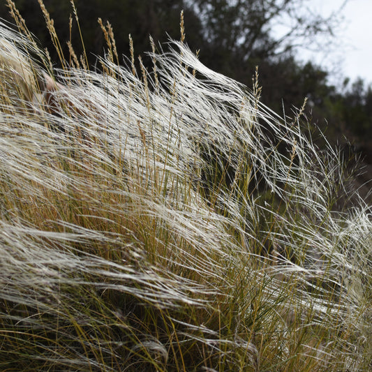 Stipa plumosa — Pasto rey