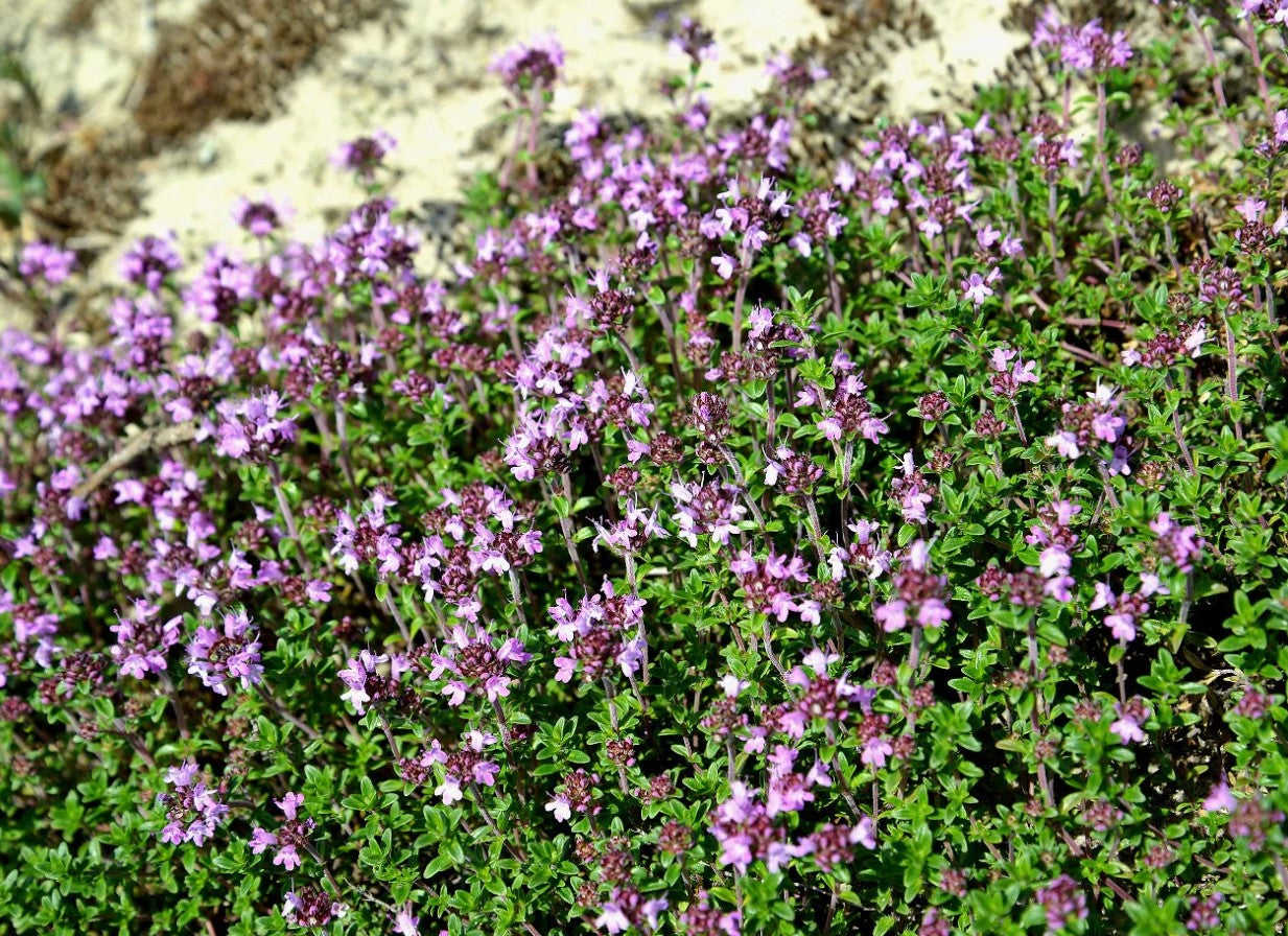 Thymus vulgaris 'Faustini' — Tomillo